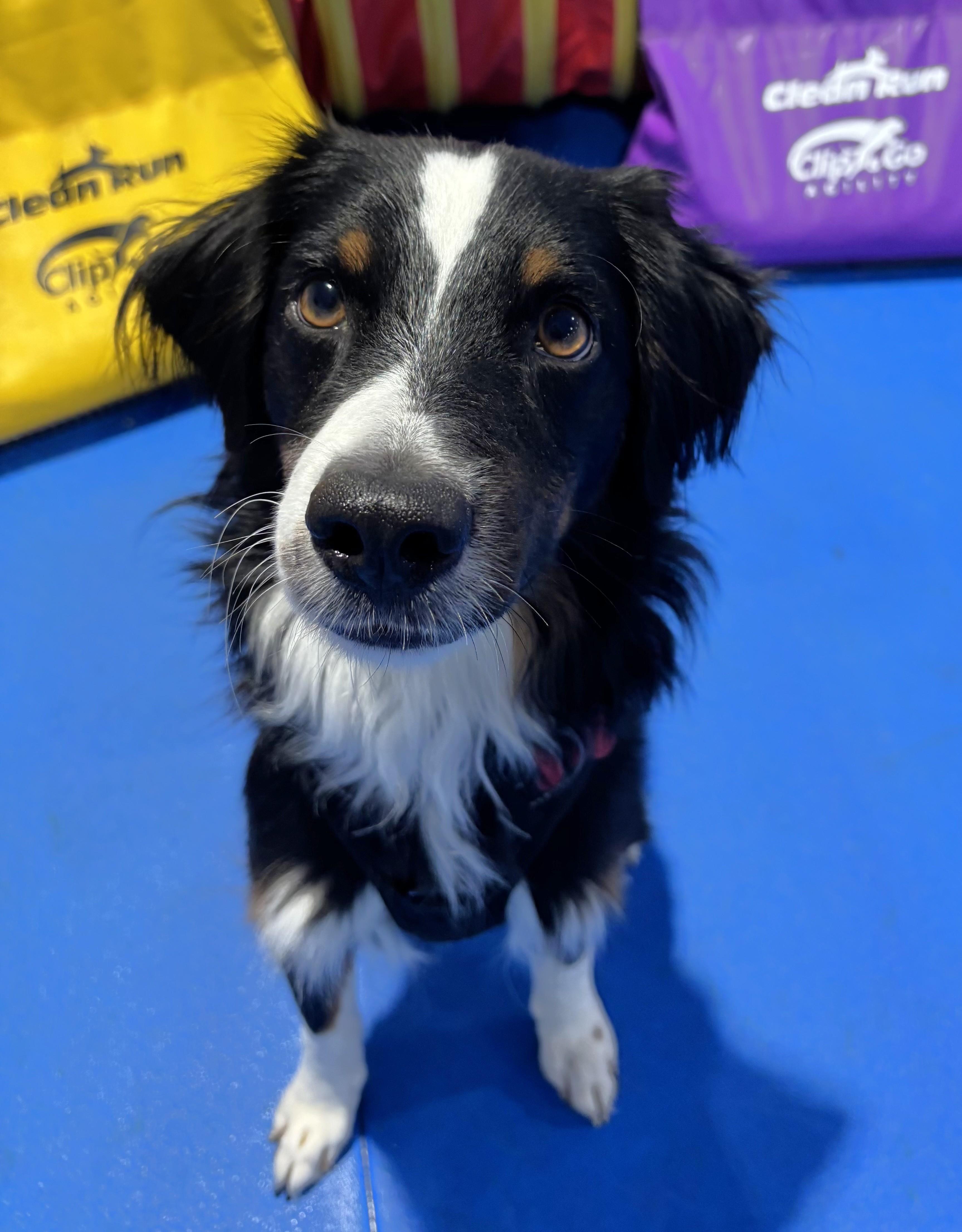 Enlarge Buddy, a Adoptable mixed breed in Minneapolis, MN image 3/6