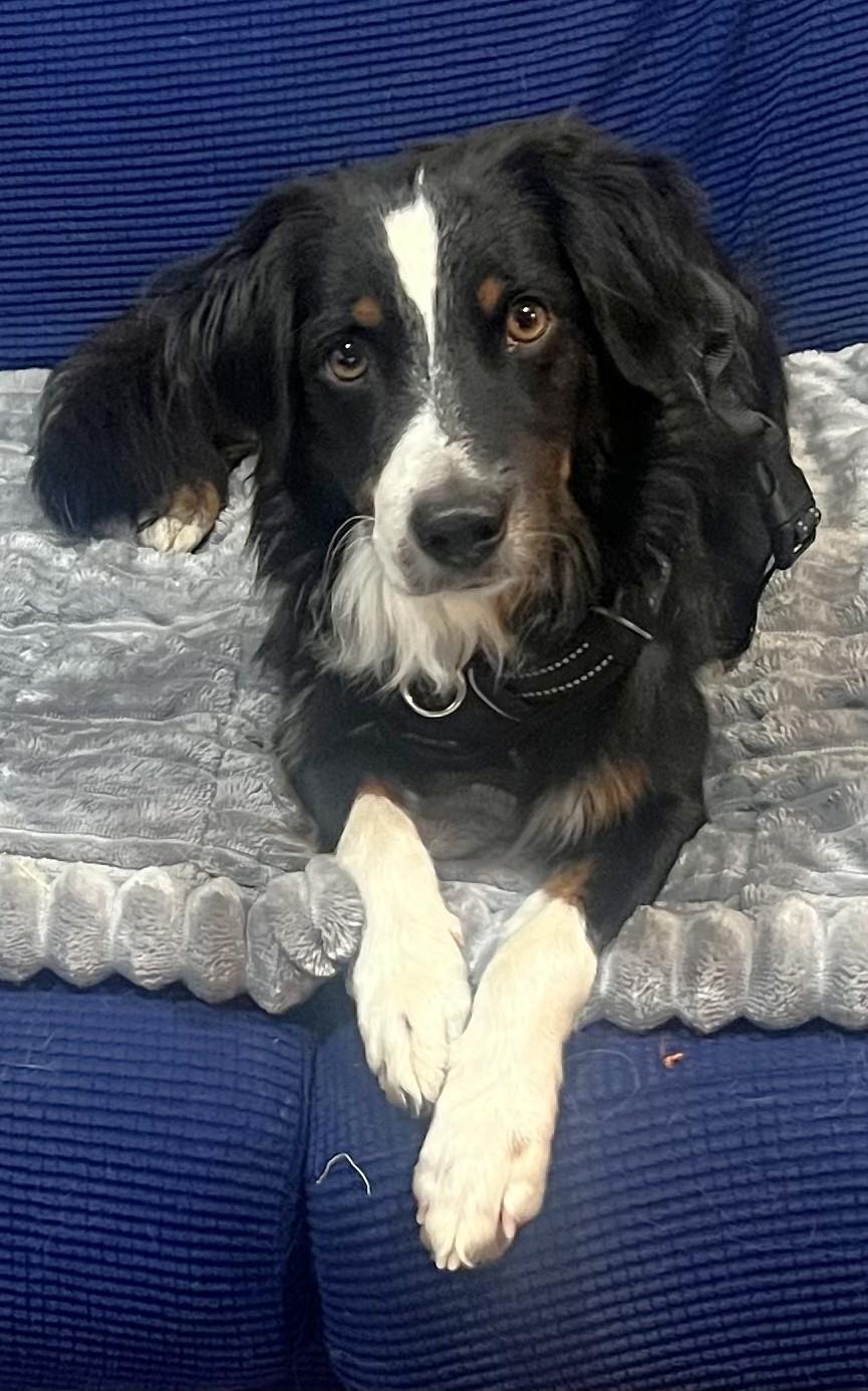 Enlarge Buddy, a Adoptable mixed breed in Minneapolis, MN image 2/6