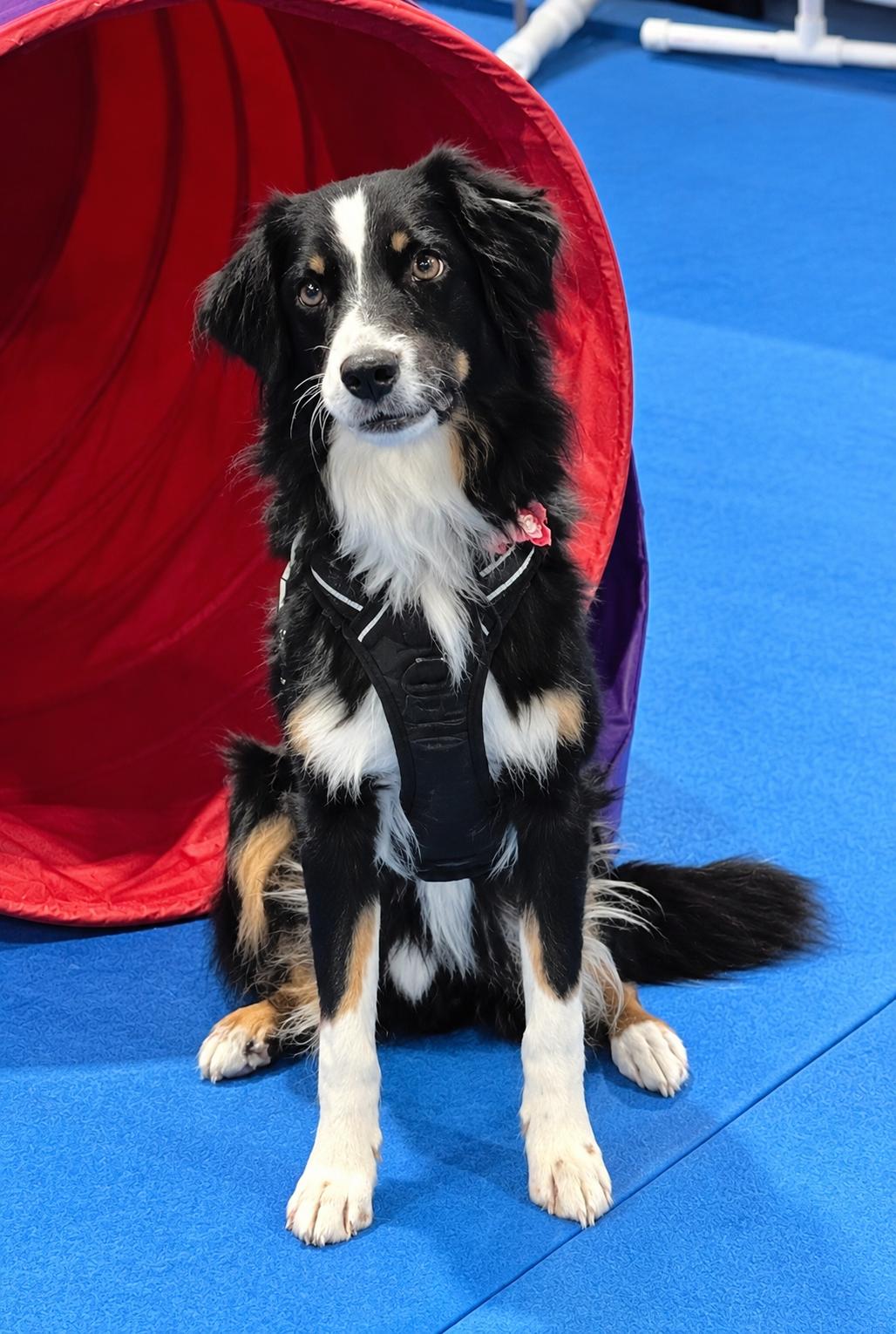 Enlarge Buddy, a Adoptable mixed breed in Minneapolis, MN image 5/6