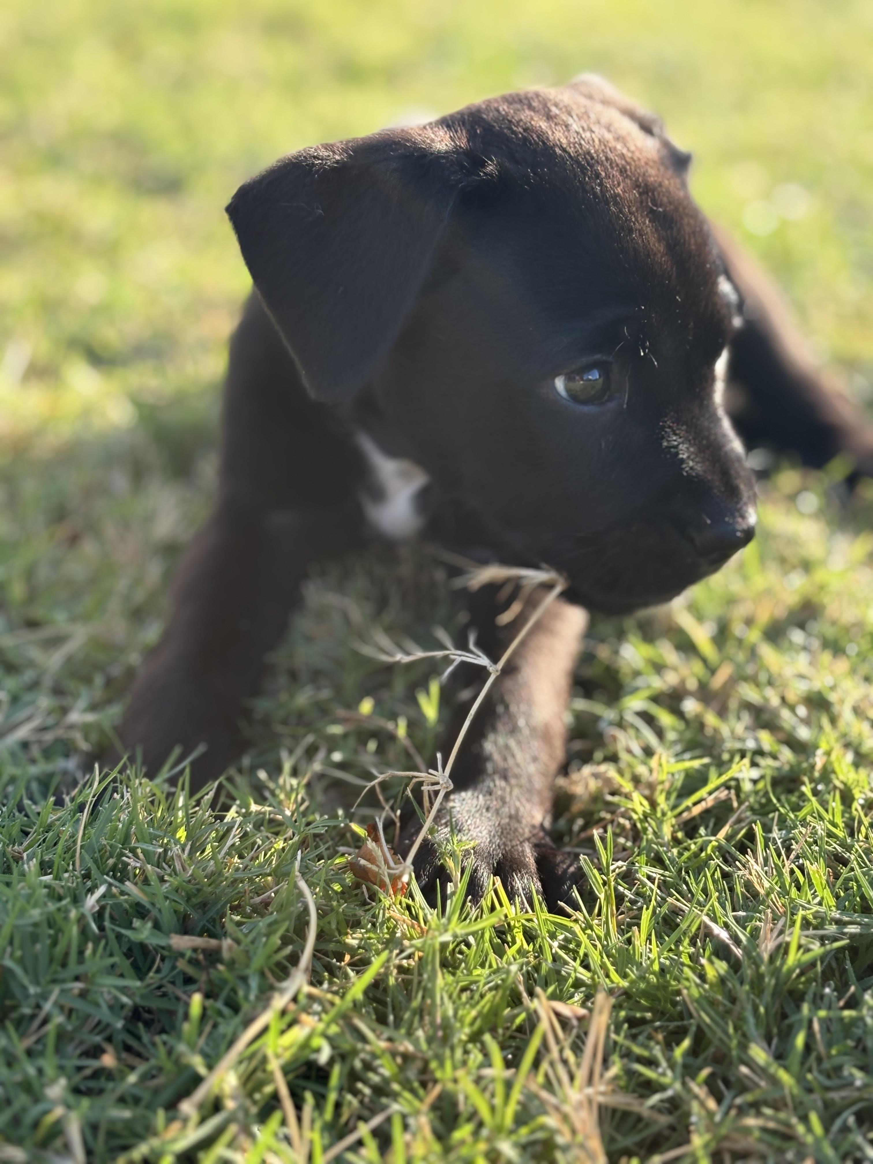Otis