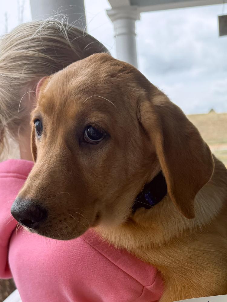 Banning, Adopted, Puppy Female Labrador Retriever.