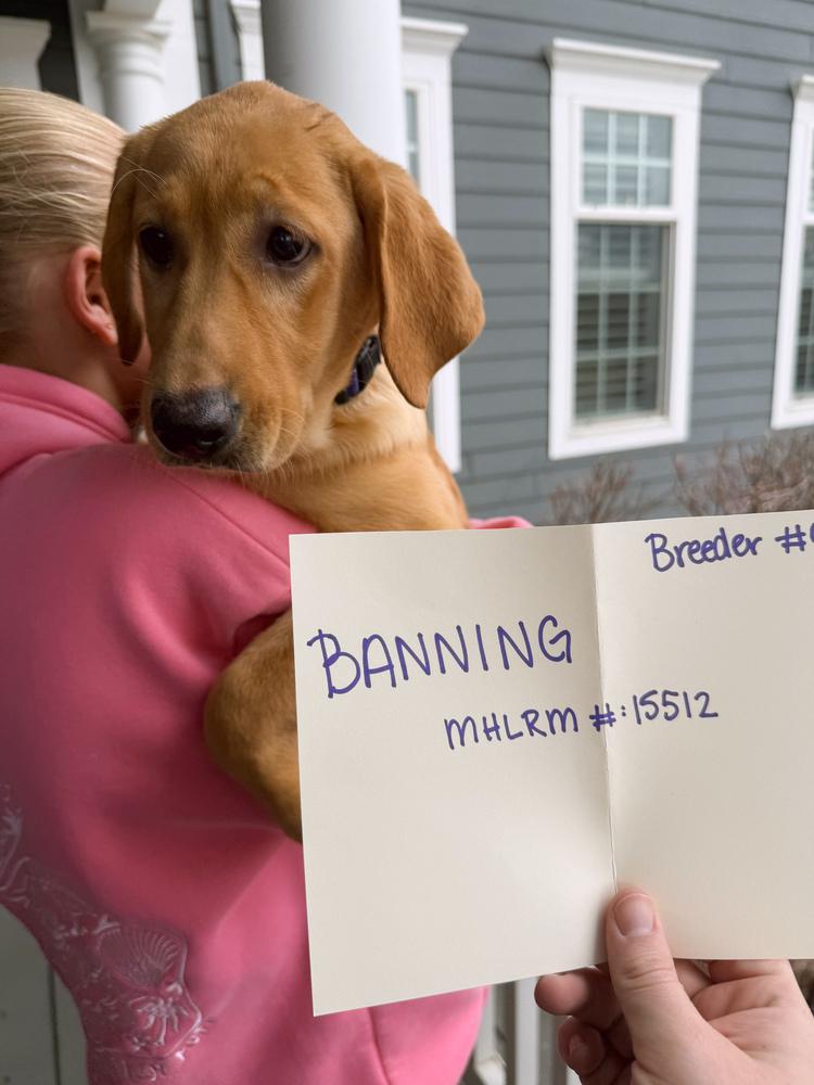 Enlarge Banning, a Adopted Labrador Retriever in Broomfield, CO image 2/2