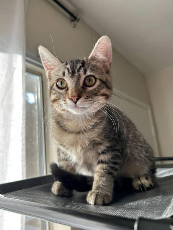 Sriracha, an adopted Tabby in Riverside , CA image 1/5