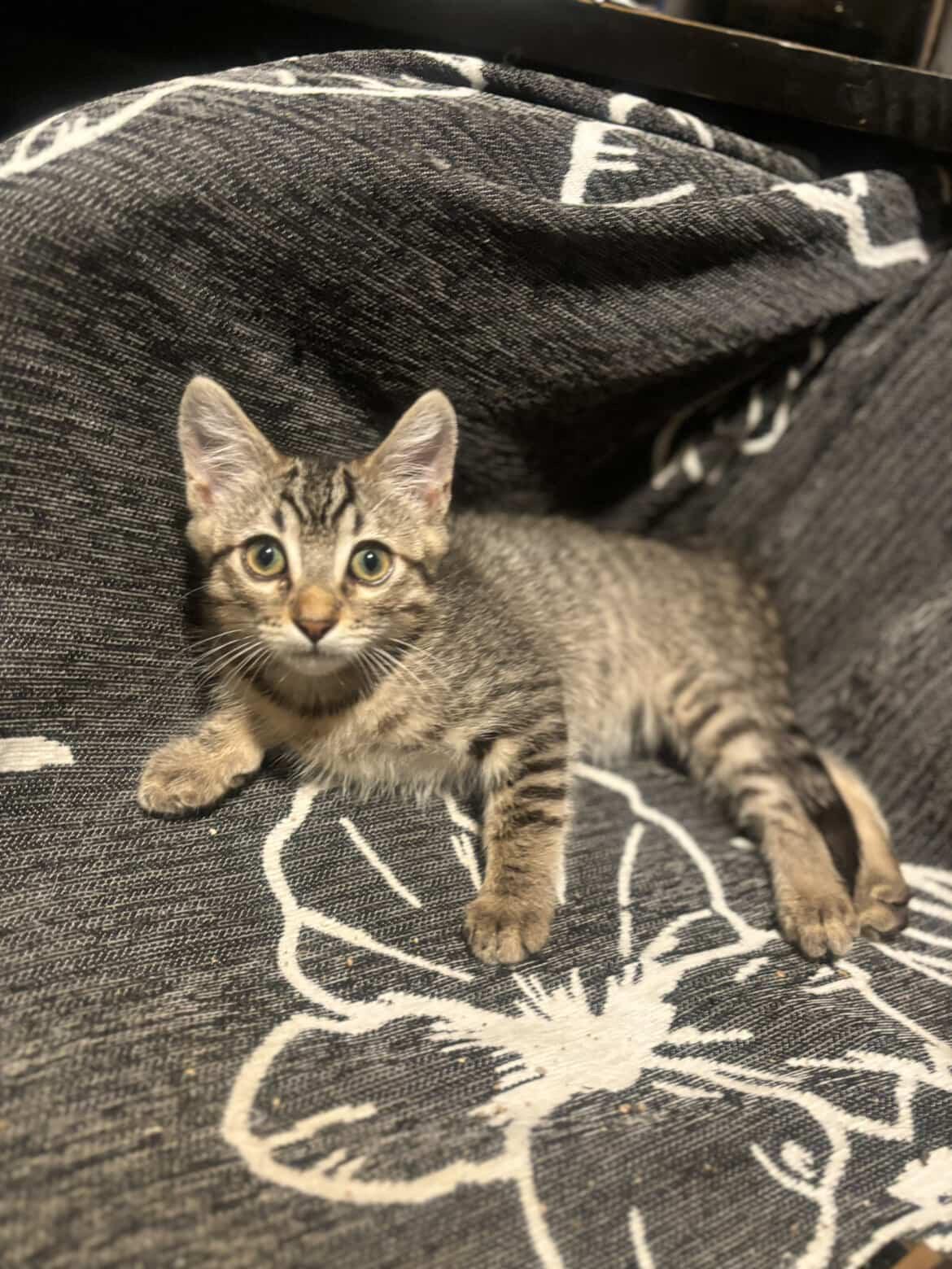 Sriracha, an adopted Tabby in Riverside , CA image 4/5