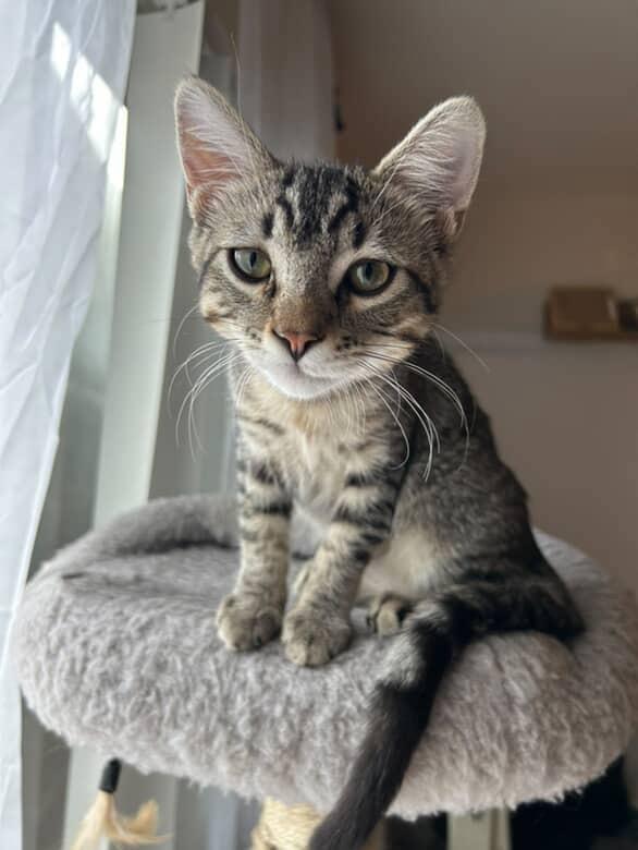 Sriracha, an adopted Tabby in Riverside , CA image 3/5