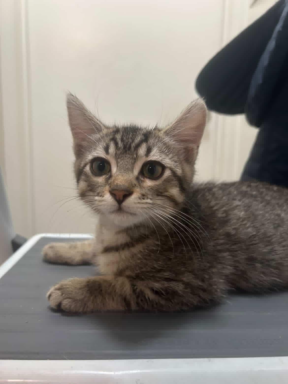 Sriracha, an adopted Tabby in Riverside , CA image 5/5