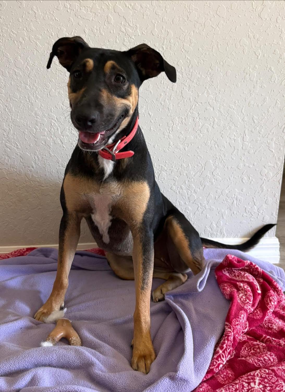 Rosie, ADOPTABLE, Young Female German Shepherd Dog & Hound.