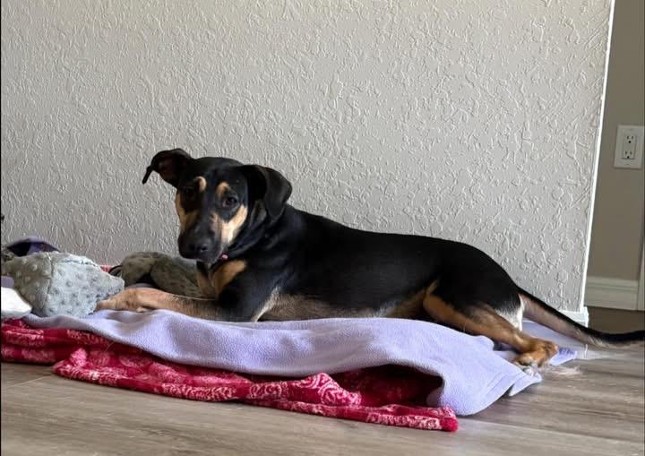 Rosie, a ADOPTABLE mixed breed in Inverness, FL image 3/4