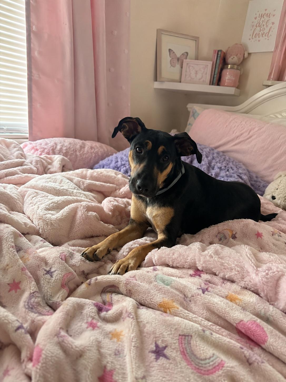 Rosie, ADOPTABLE, Young Female Doberman Pinscher & Hound.