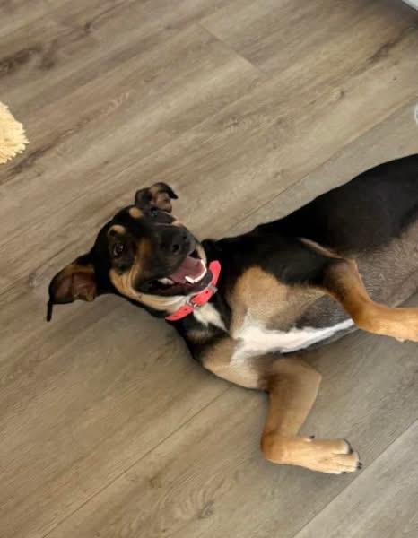Rosie, a ADOPTABLE mixed breed in Inverness, FL image 2/4