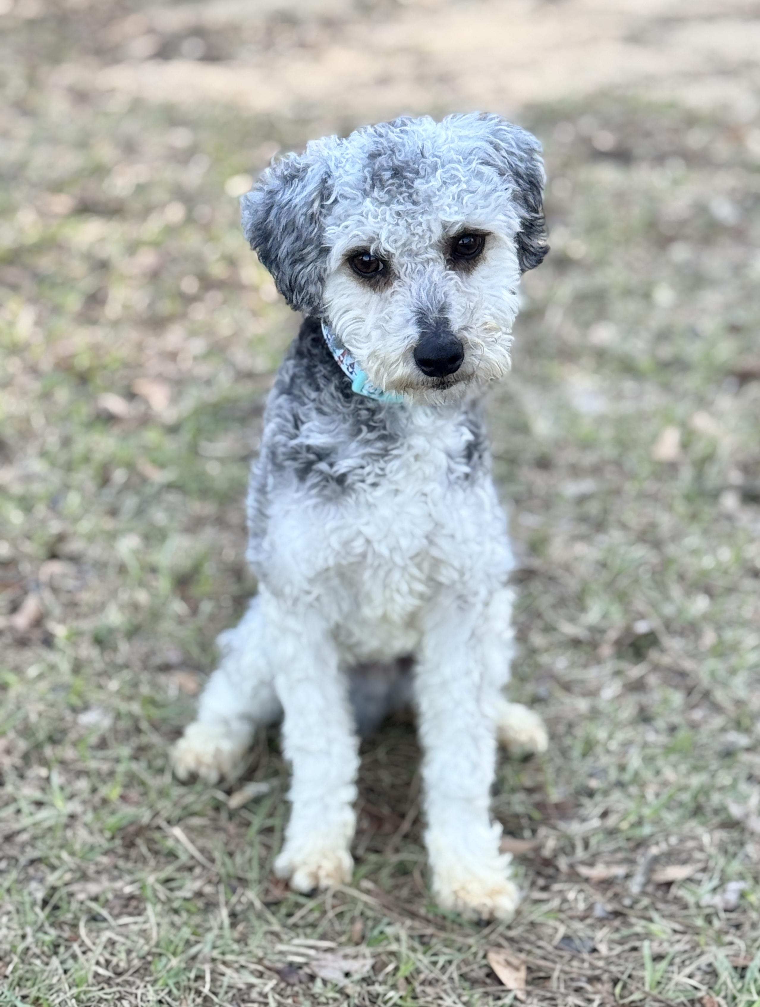 Enlarge Marlow, a Adoptable mixed breed in SYLVANIA, GA image 2/6