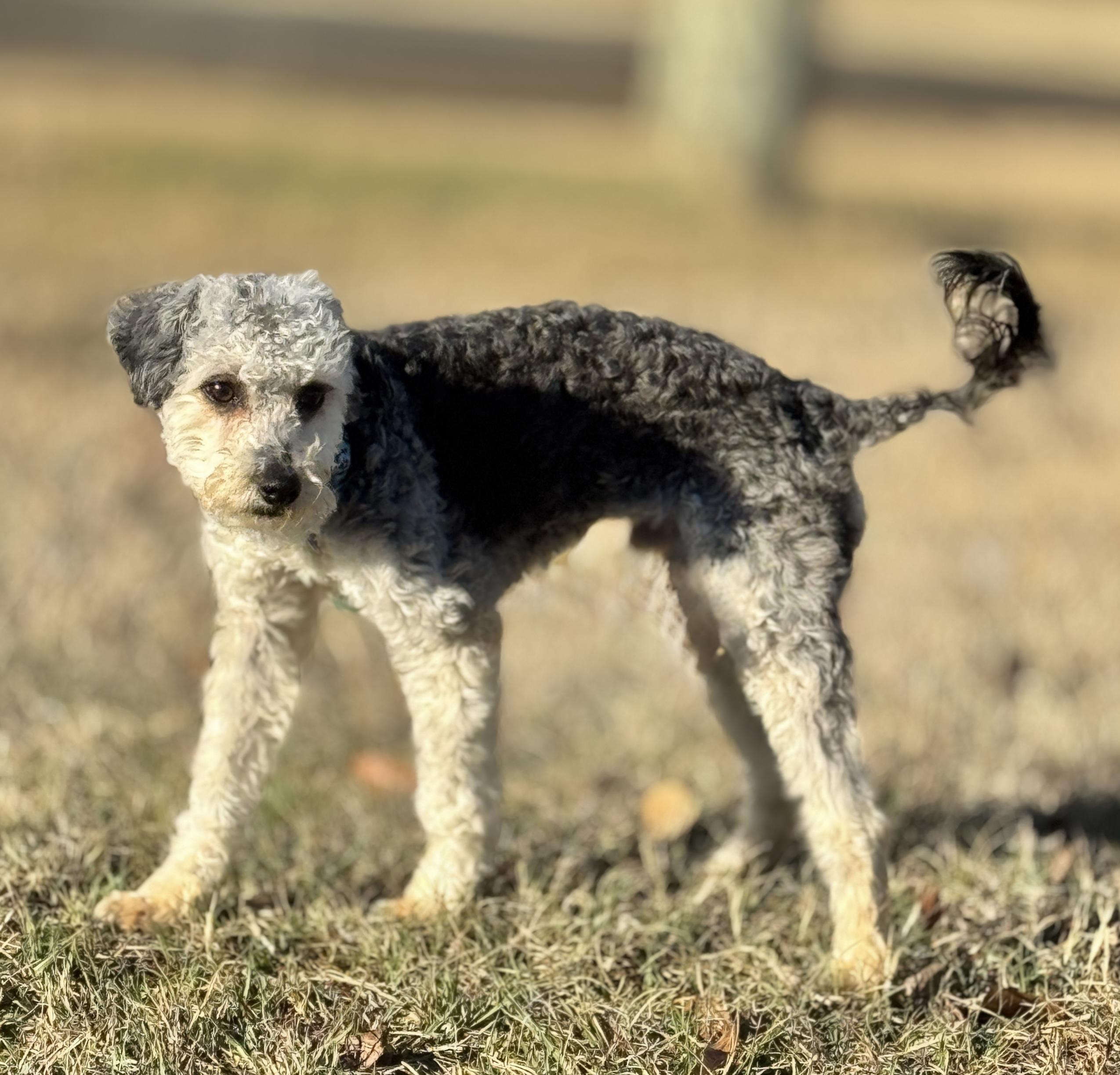 Enlarge Marlow, a Adoptable mixed breed in SYLVANIA, GA image 6/6