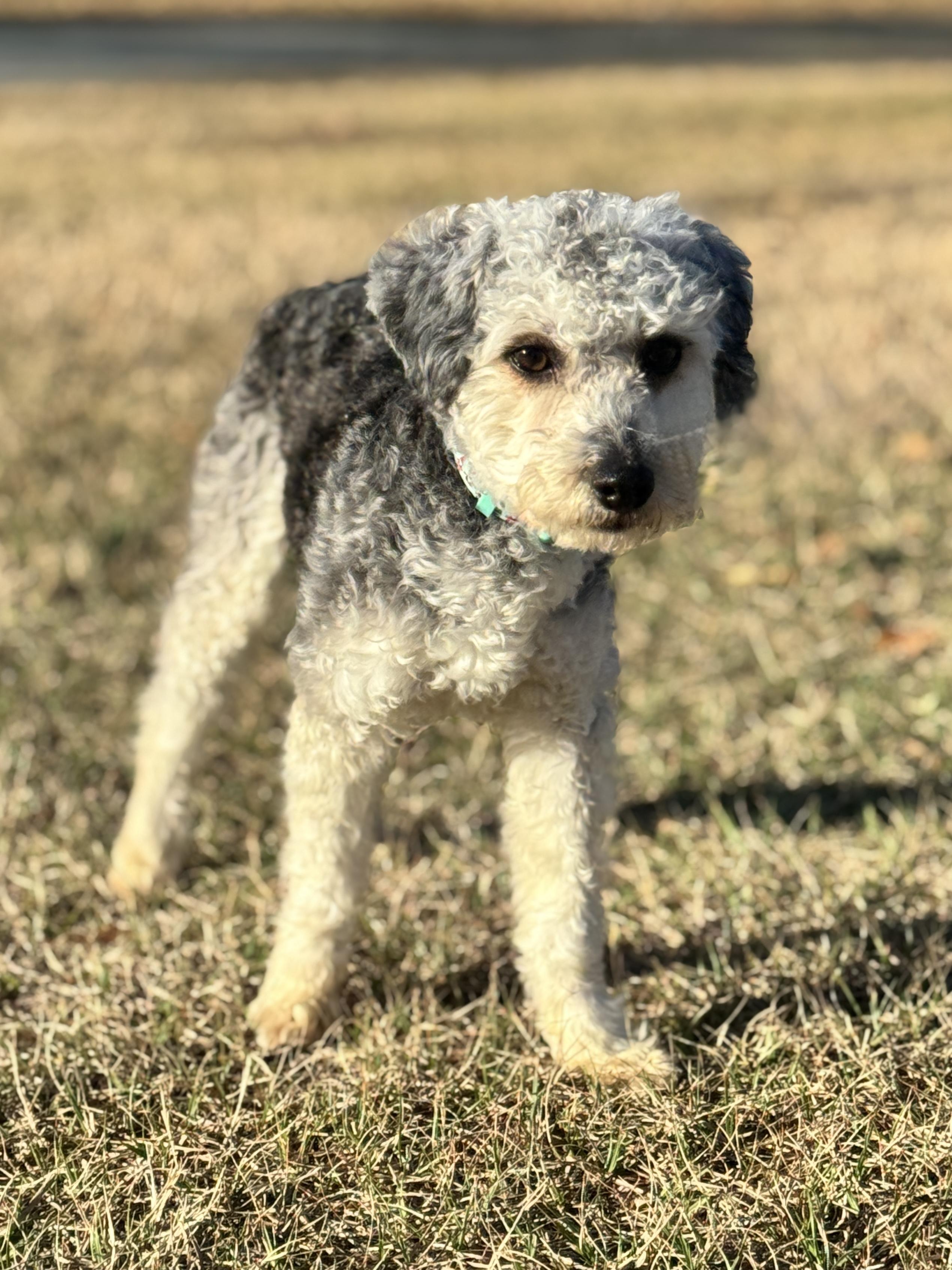 Enlarge Marlow, a Adoptable mixed breed in SYLVANIA, GA image 4/6