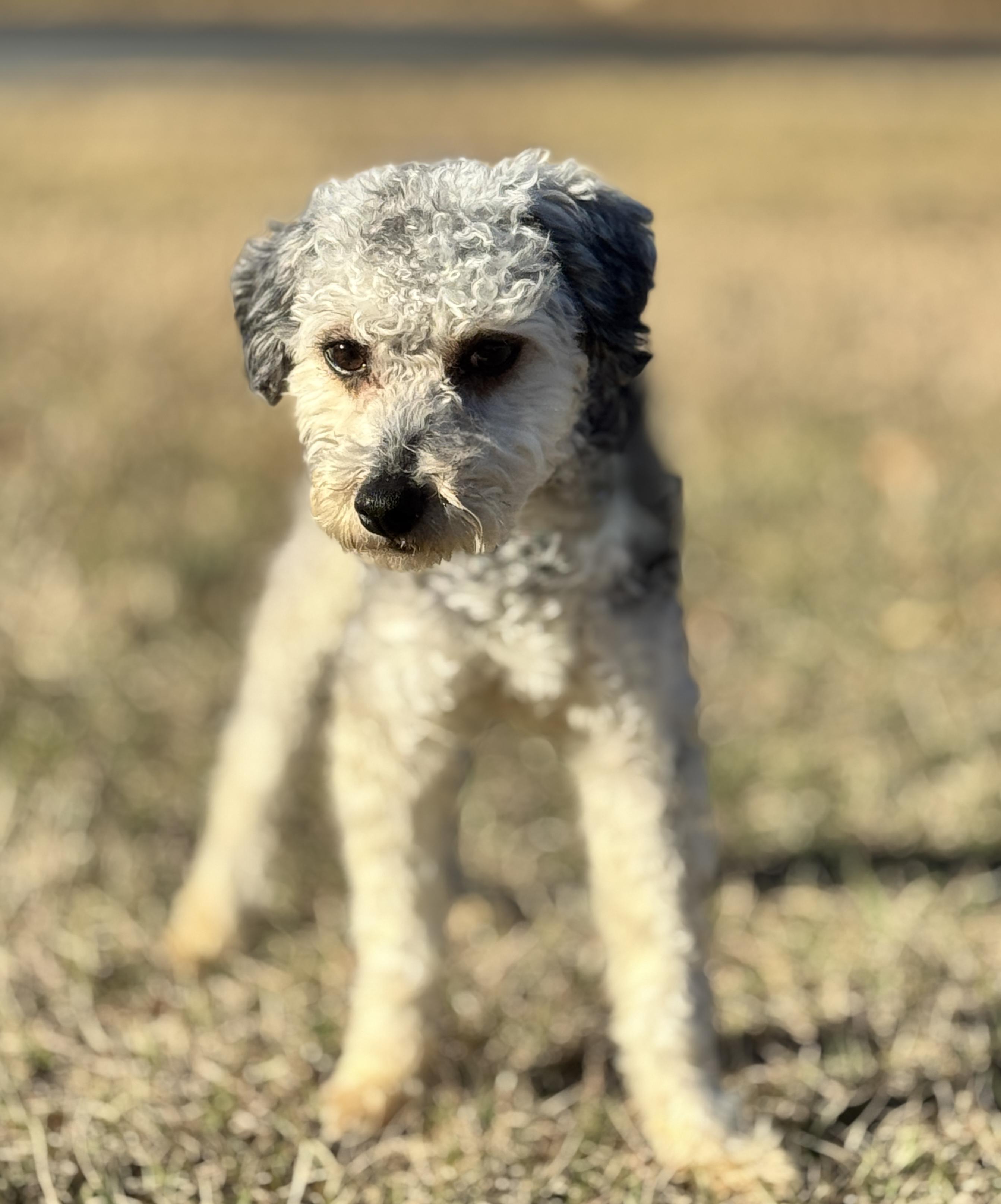 Enlarge Marlow, a Adoptable mixed breed in SYLVANIA, GA image 5/6