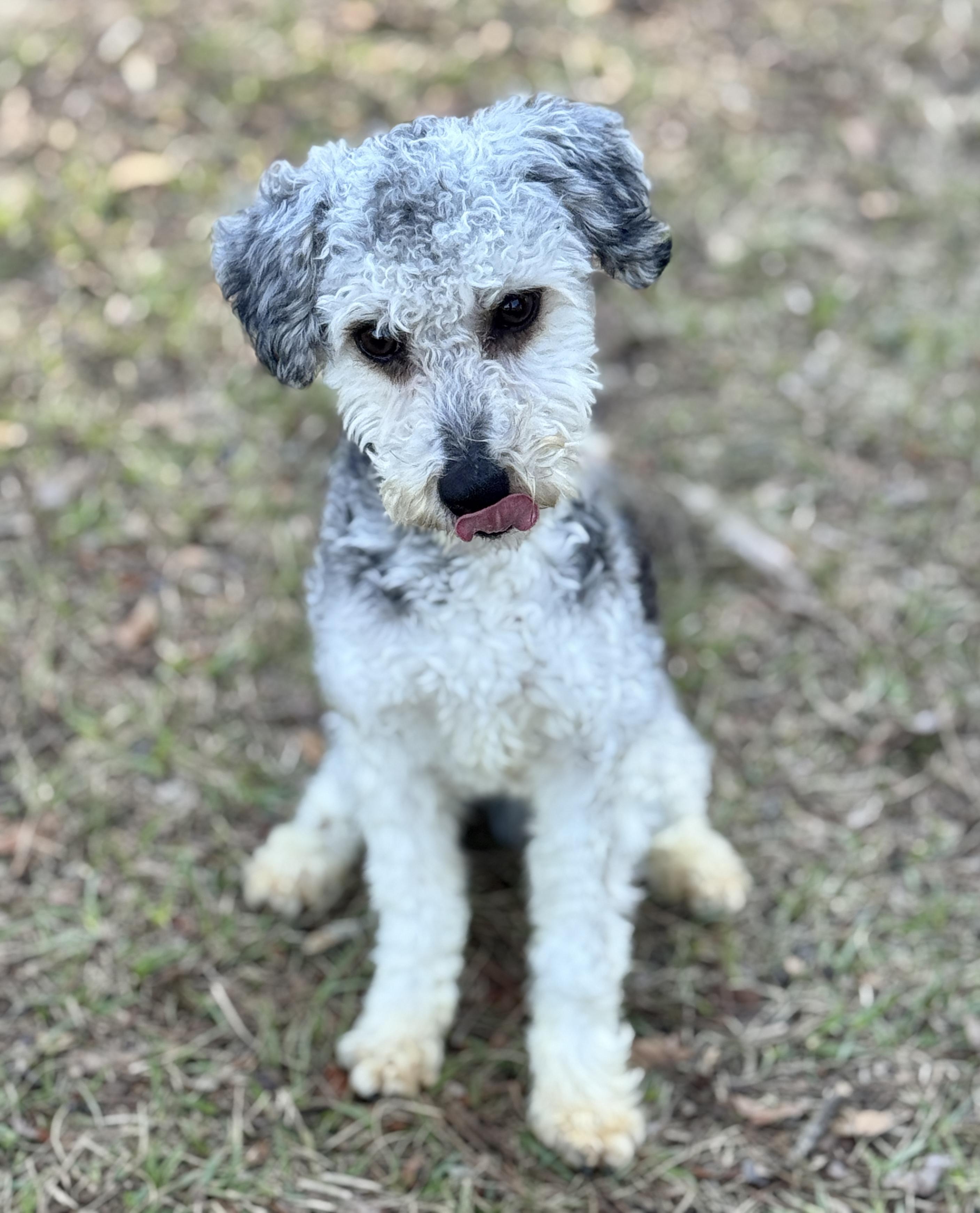 Enlarge Marlow, a Adoptable mixed breed in SYLVANIA, GA image 3/6