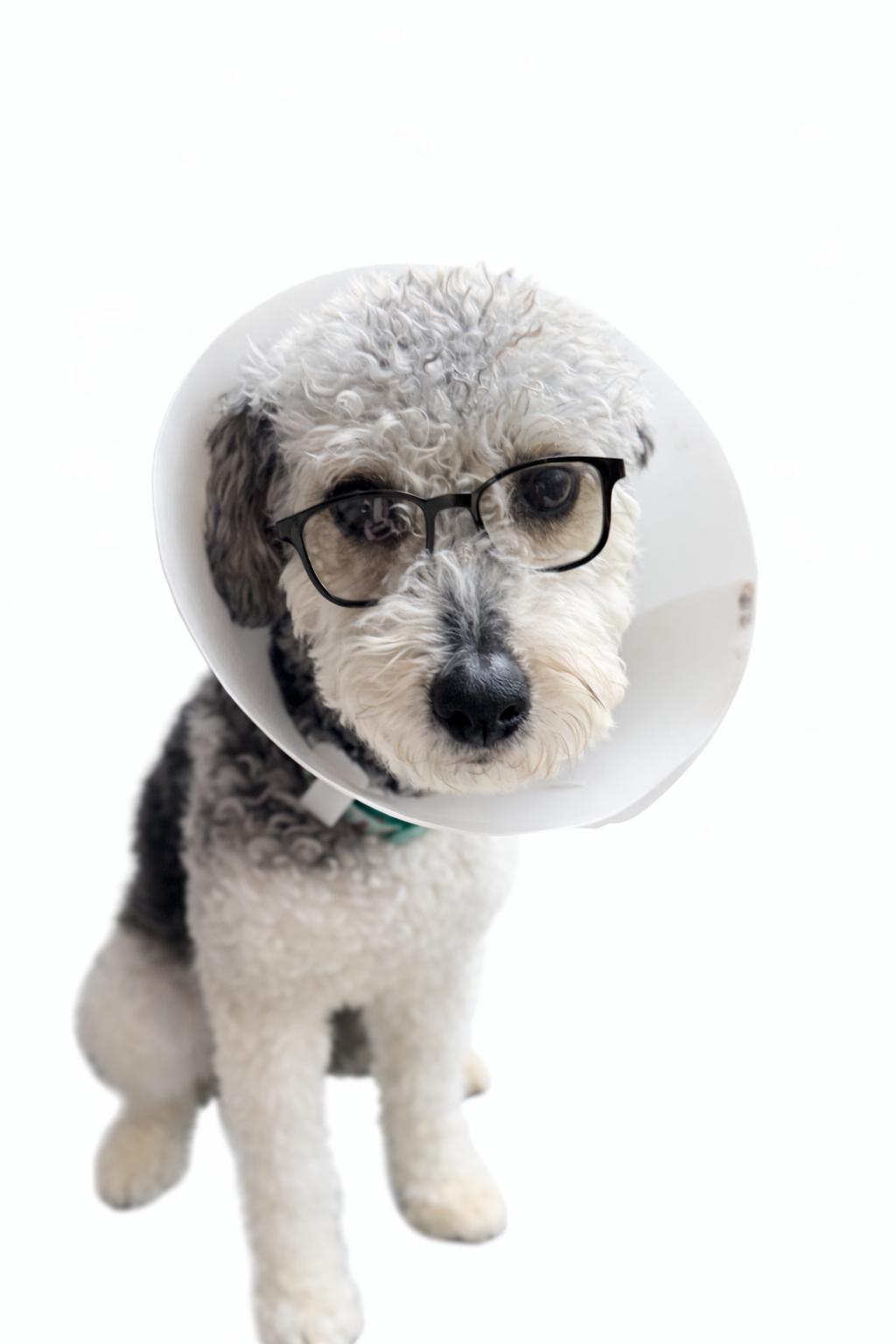 Marlow, Adoptable, Young Male Schnauzer & Poodle.