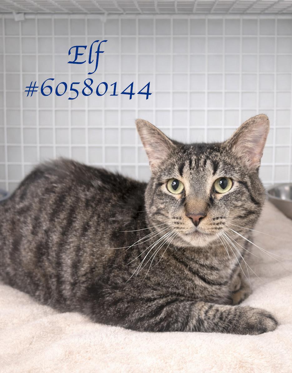 Enlarge Elf, an adopted Tabby in Wilkes Barre, PA image 1/1