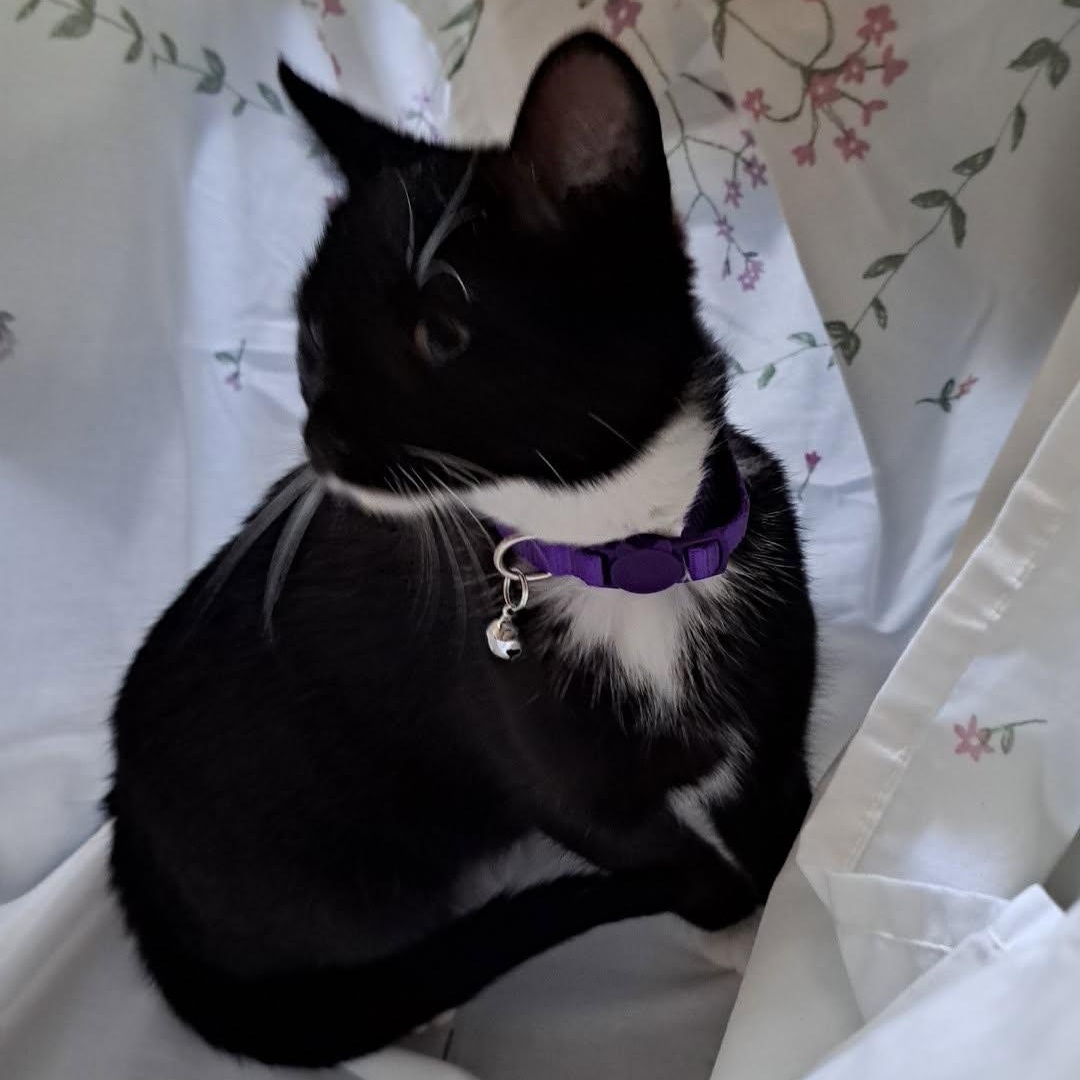 Enlarge Velvette, an adoptable Domestic Short Hair in Allison Park, PA image 1/1