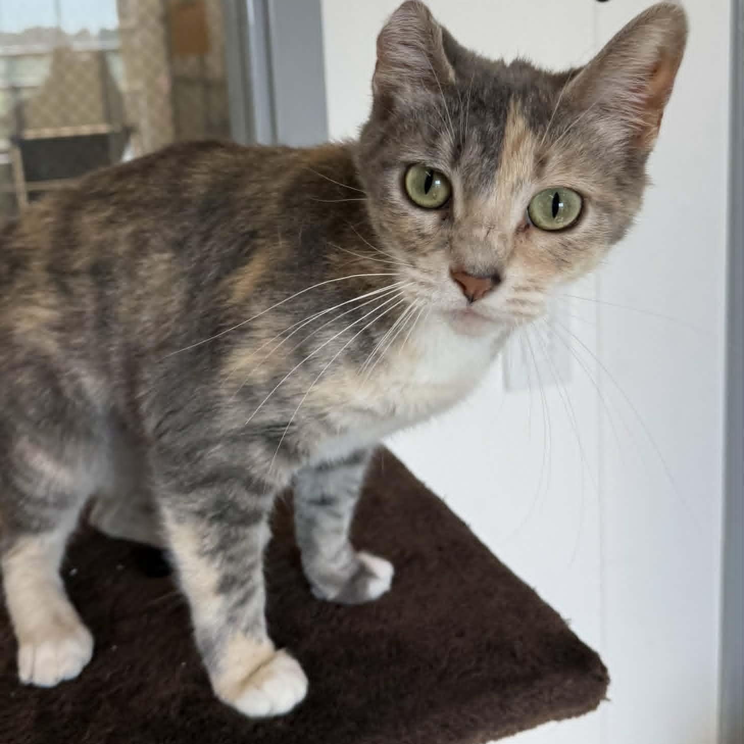 Jenny, Adopted, Young Female Dilute Calico.