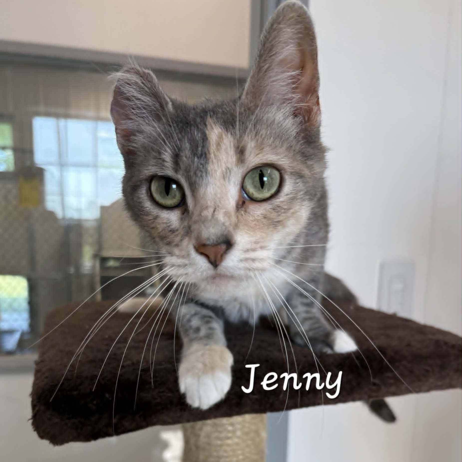 Enlarge Jenny, a Adopted Dilute Calico in Rushville, IL image 2/2