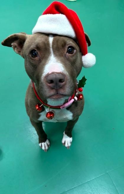 Enlarge Cinnamon, a Adoptable mixed breed in Sterling Heights, MI image 1/2