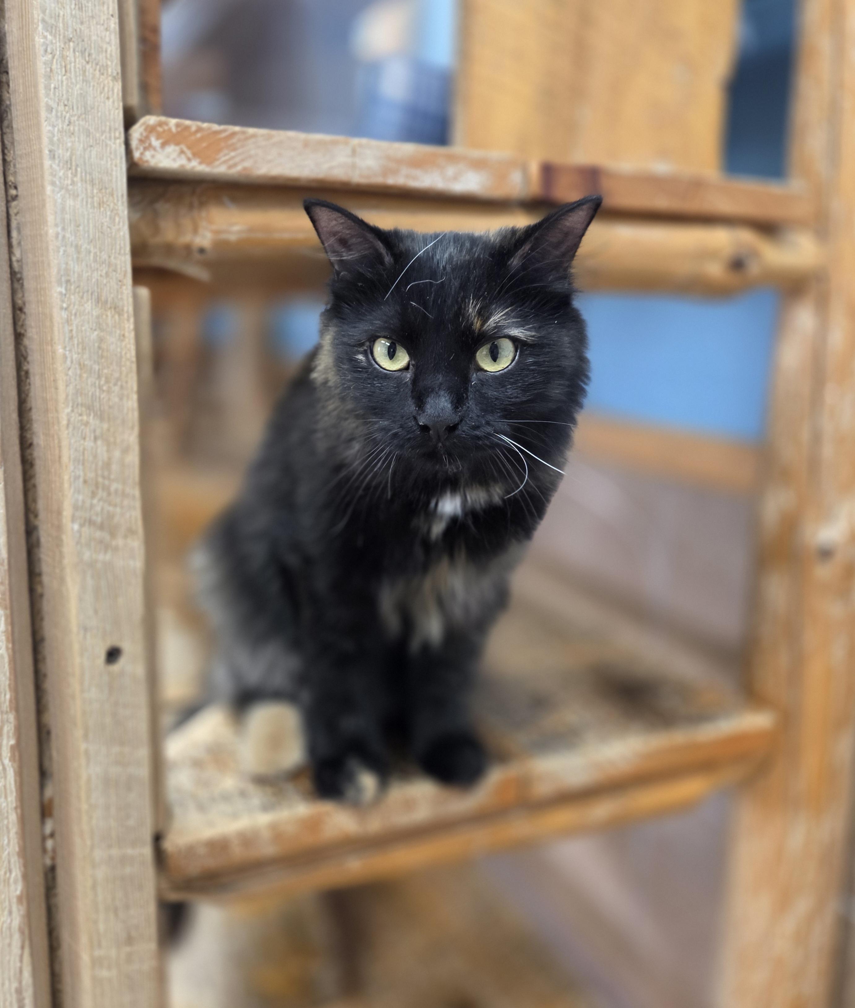Twinkle, an adoptable Domestic Long Hair in Park Rapids, MN, 56470 | Photo Image 1