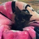 Twinkle, an adoptable Domestic Long Hair in Park Rapids, MN, 56470 | Photo Image 2