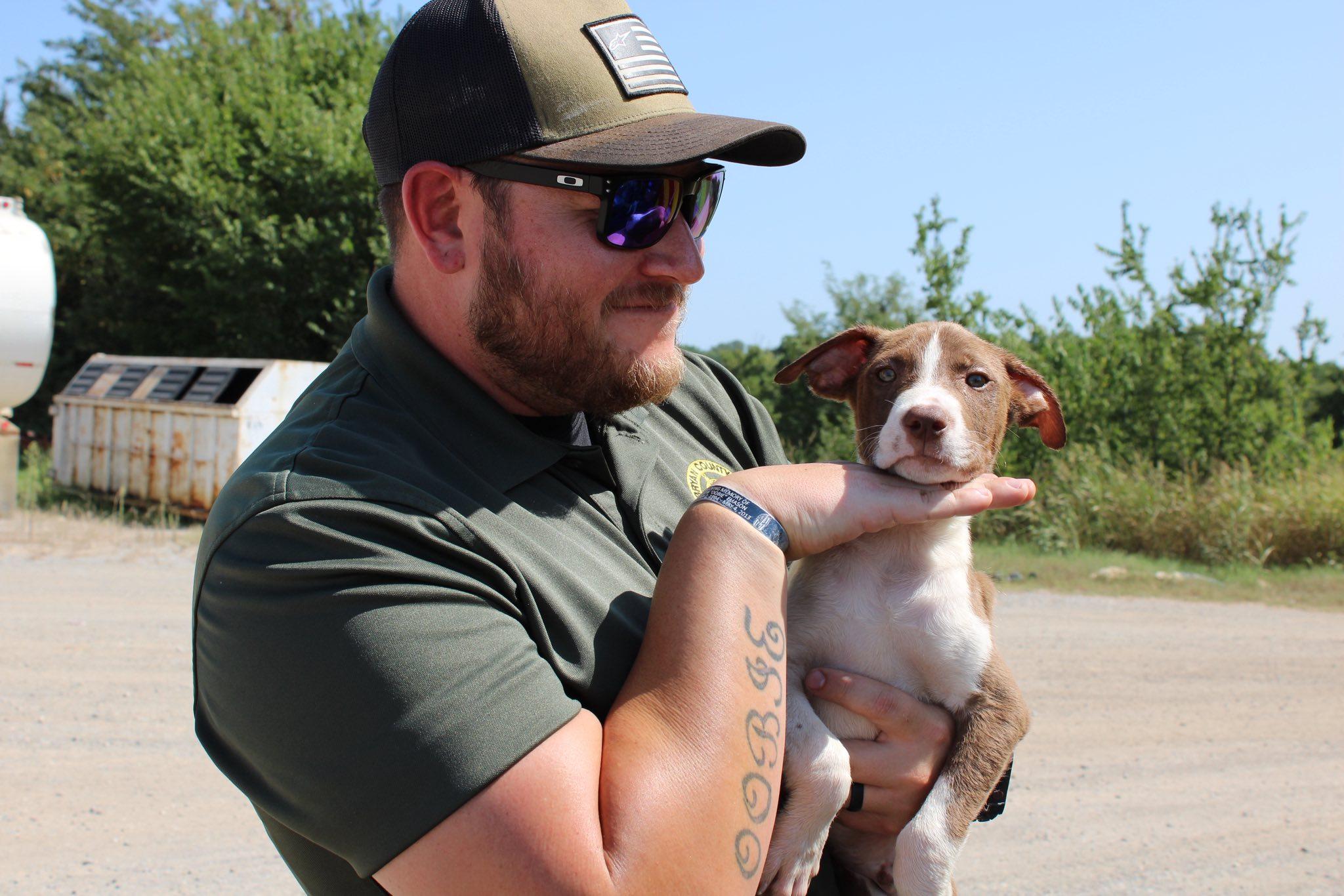 July, Adoptable, Young Male Labrador Retriever & Mountain Cur.