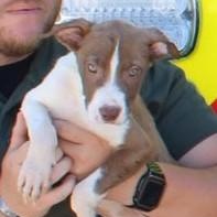 July, Adoptable, Young Male Labrador Retriever & Mountain Cur.