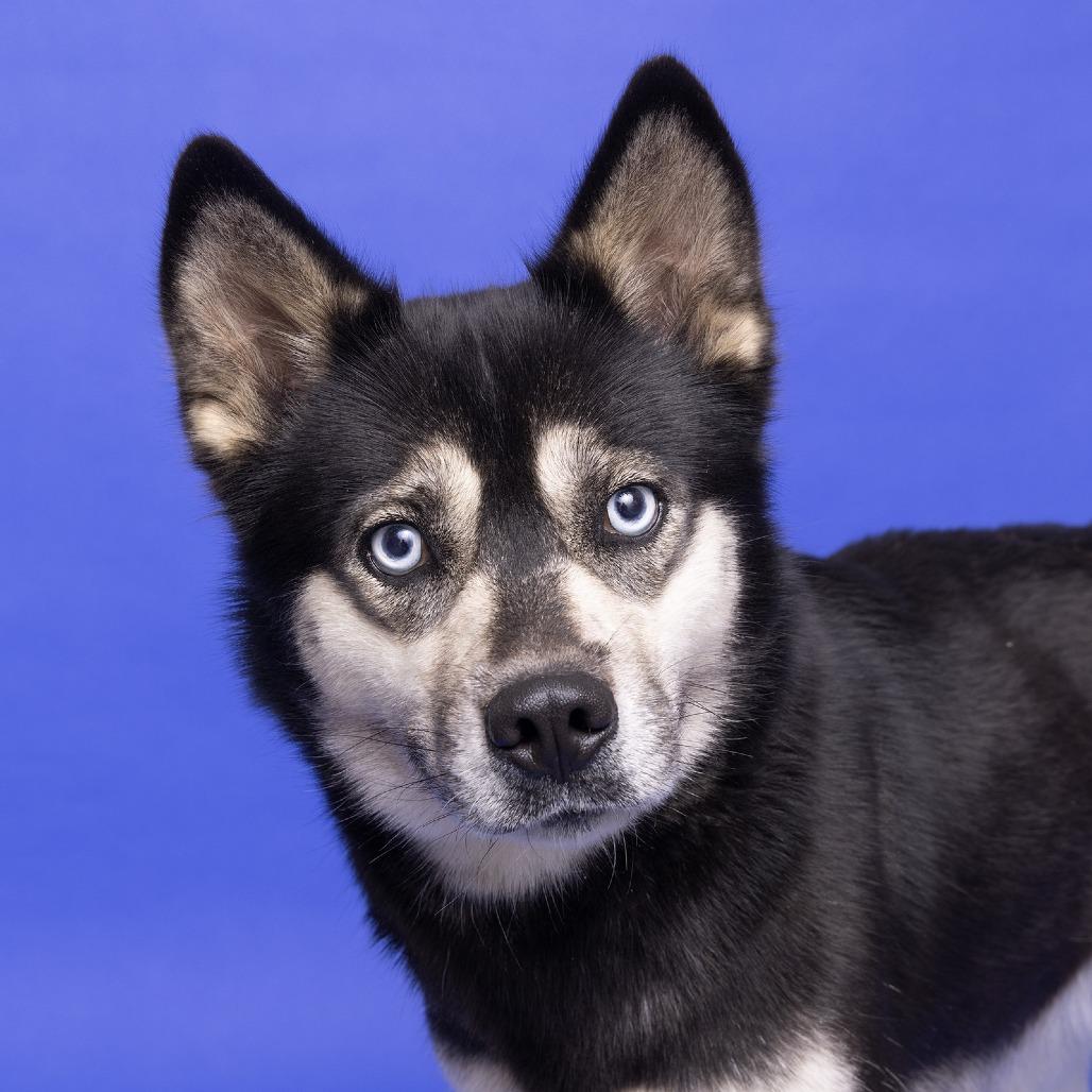 Enlarge Sadie, a Adoptable Siberian Husky in Franklin, TN image 1/2