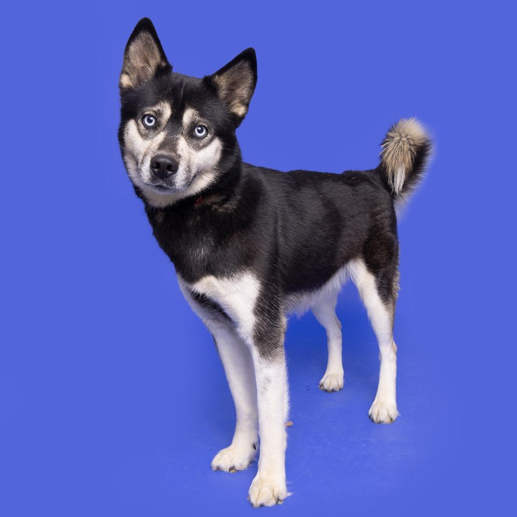 Enlarge Sadie, a Adoptable Siberian Husky in Franklin, TN image 2/2