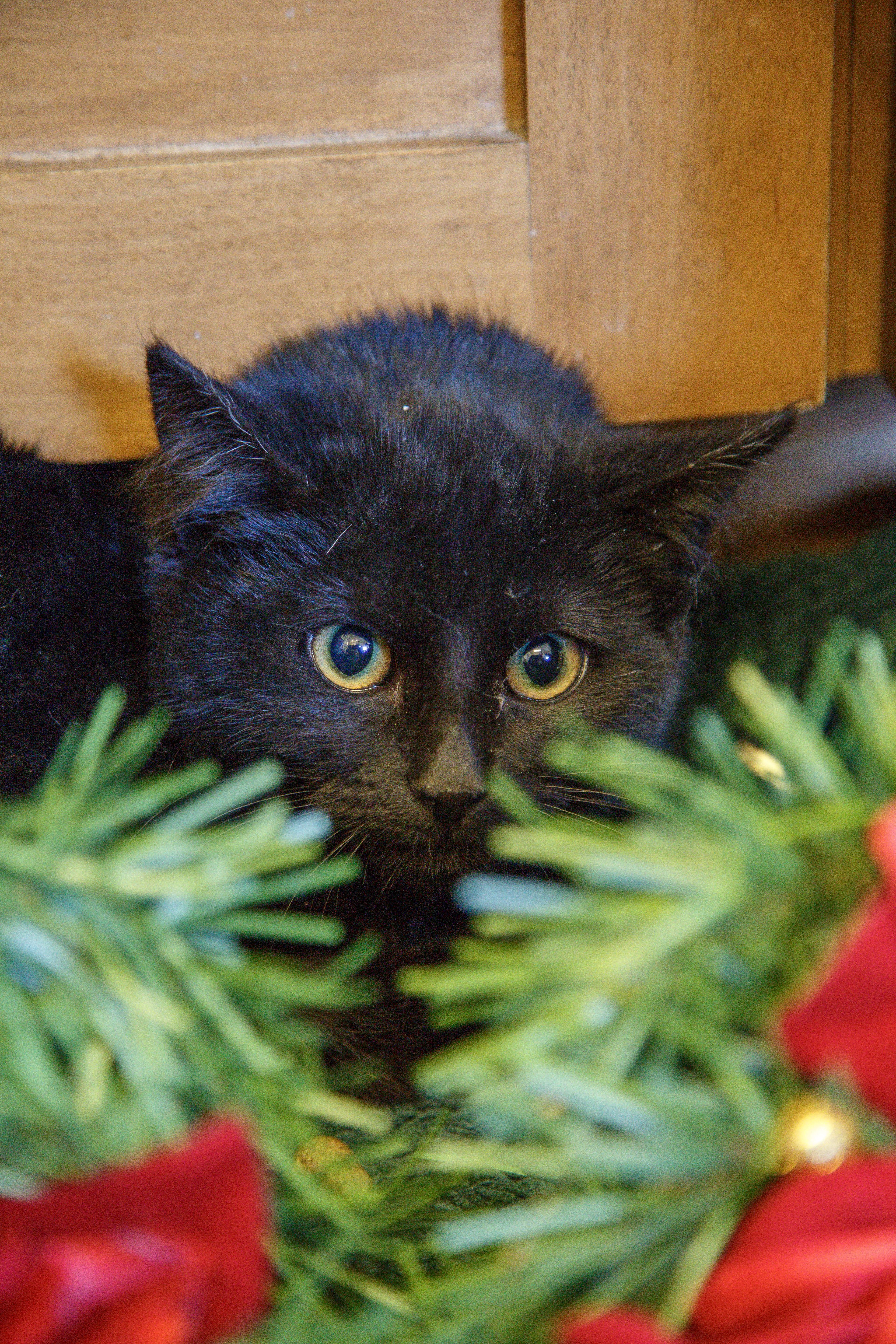 Soot, ADOPTABLE, Kitten Female Domestic Medium Hair.