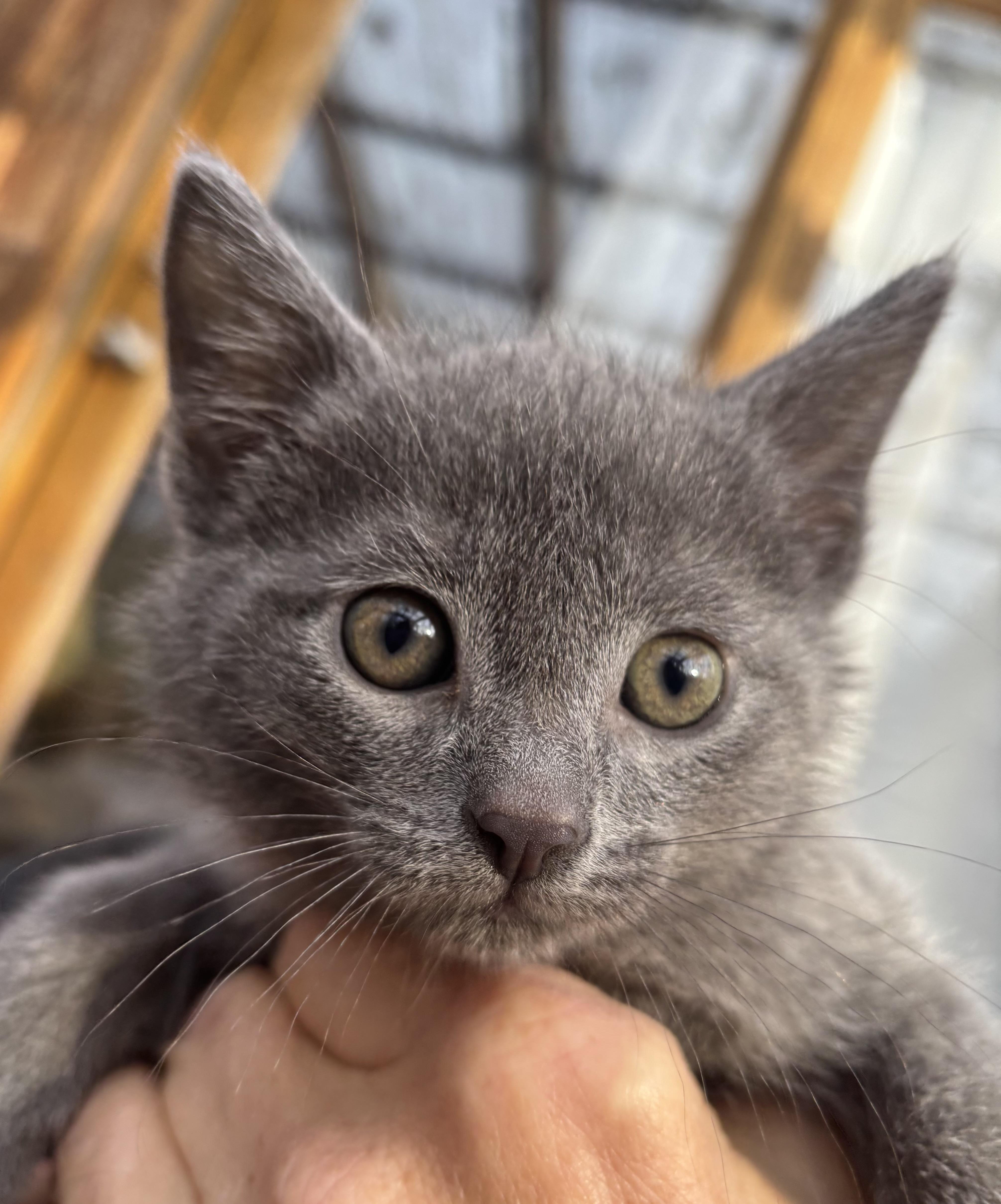 Enlarge Dusty, a other Domestic Short Hair in Valparaiso, IN image 1/2