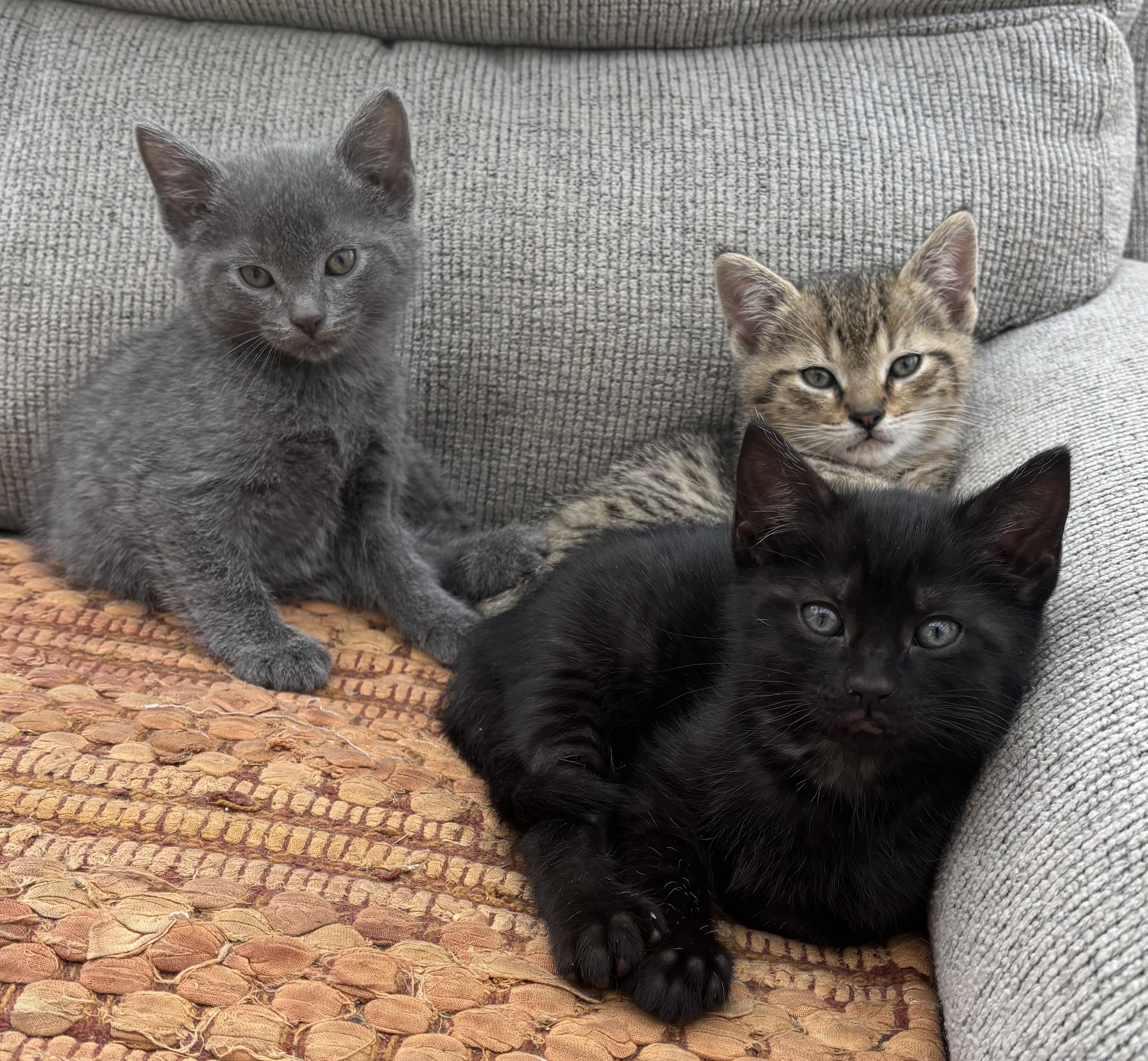 Enlarge Dusty, a other Domestic Short Hair in Valparaiso, IN image 2/2