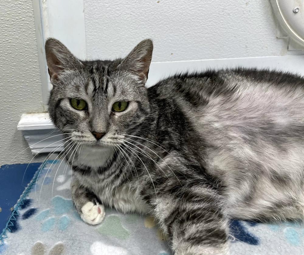 Enlarge Zero, a Adoptable Domestic Short Hair in Bossier City, LA image 1/1