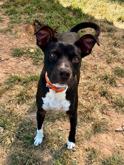 Mandy, Adoptable, Adult Female Mixed Breed.