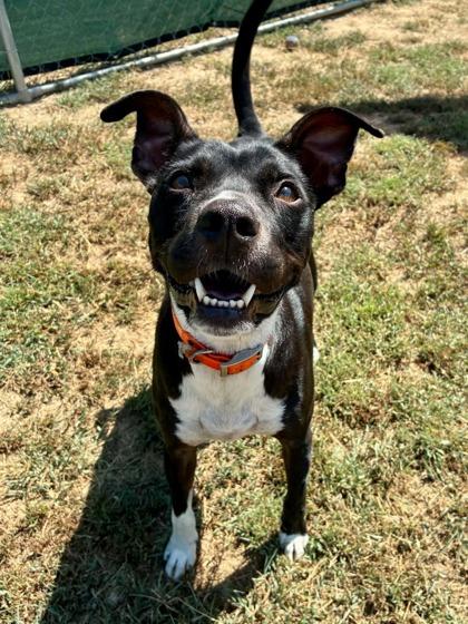 Enlarge Mandy, a Adoptable Mixed Breed in Yellville, AR image 2/2
