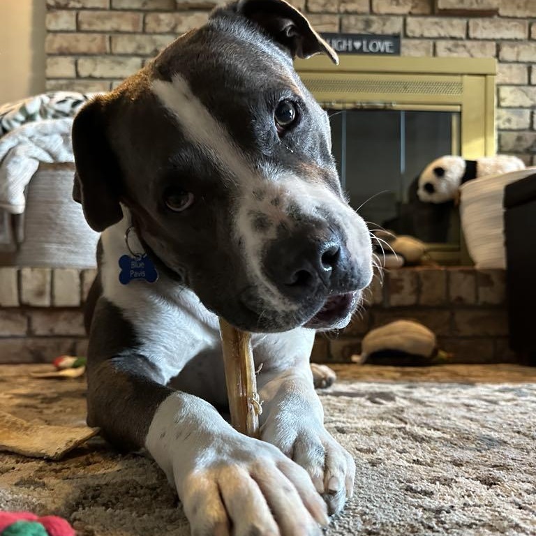 Blue, a Adoptable mixed breed in Export, PA image 6/6