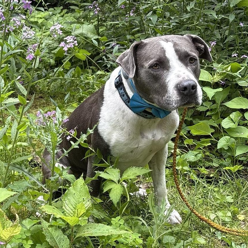 Blue, a Adoptable mixed breed in Export, PA image 3/6