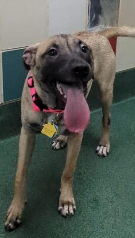 Holly A213541