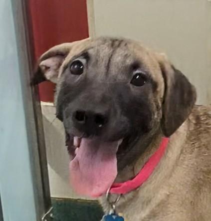 Holly A213541