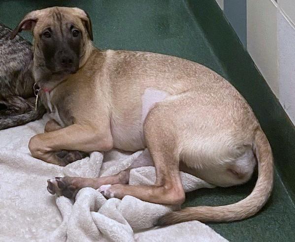 Holly A213541