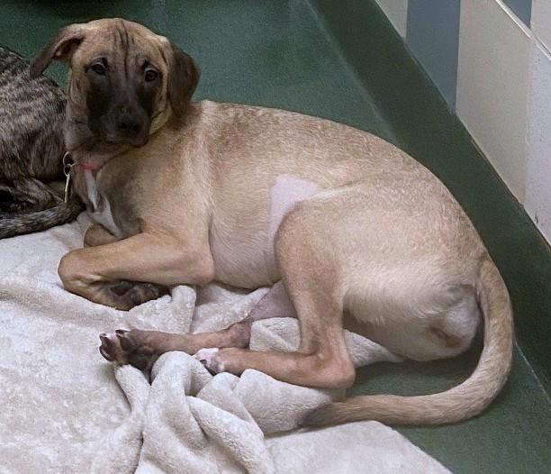 Holly A213541