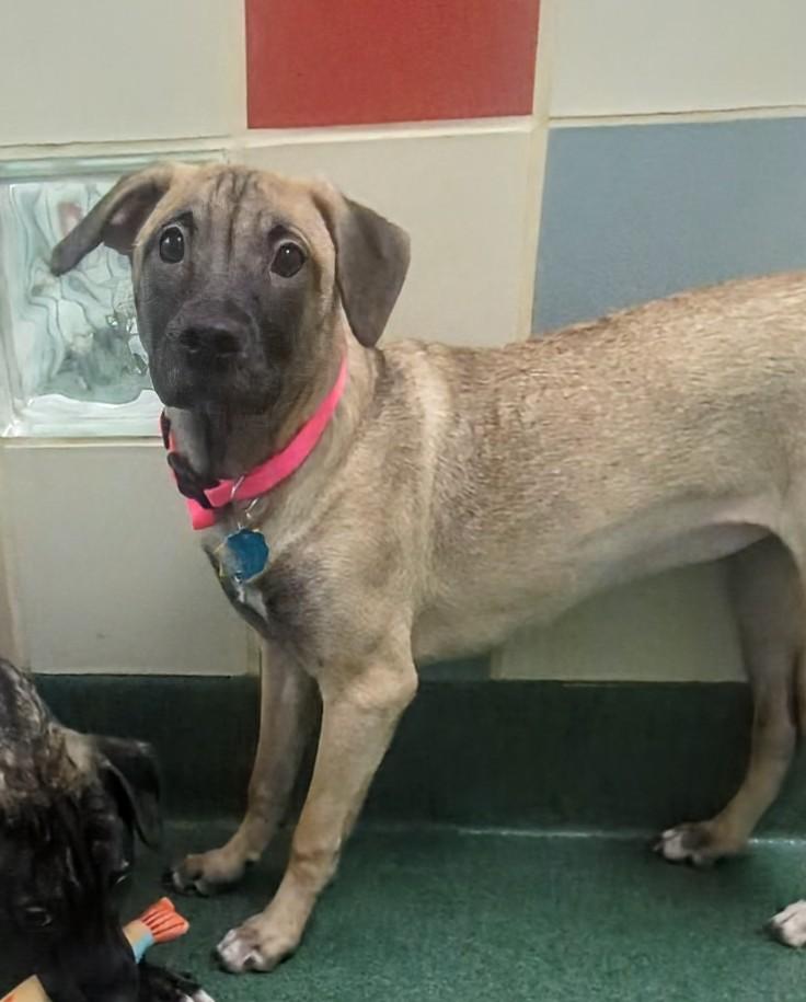 Holly A213541