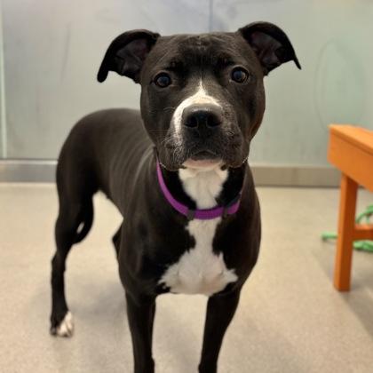 Enlarge Sage, a ADOPTABLE Mixed Breed in Hilliard, OH image 3/3