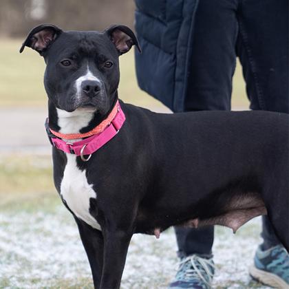 Sage, ADOPTABLE, Adult Female Mixed Breed.