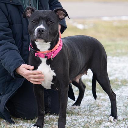 Enlarge Sage, a ADOPTABLE Mixed Breed in Hilliard, OH image 2/3