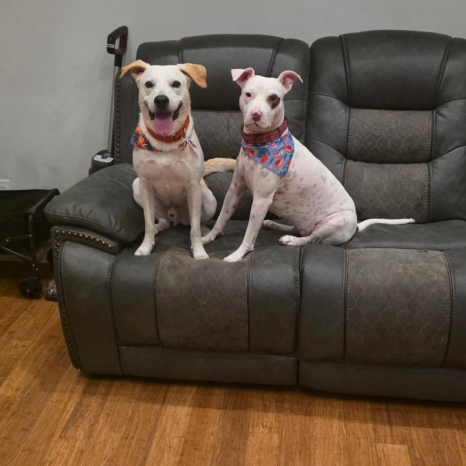 Enlarge Ziggy, a Adoptable mixed breed in Grand Rapids, MI image 3/4