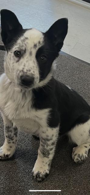 Enlarge MIRA, a Adoptable mixed breed in Newaygo, MI image 2/2