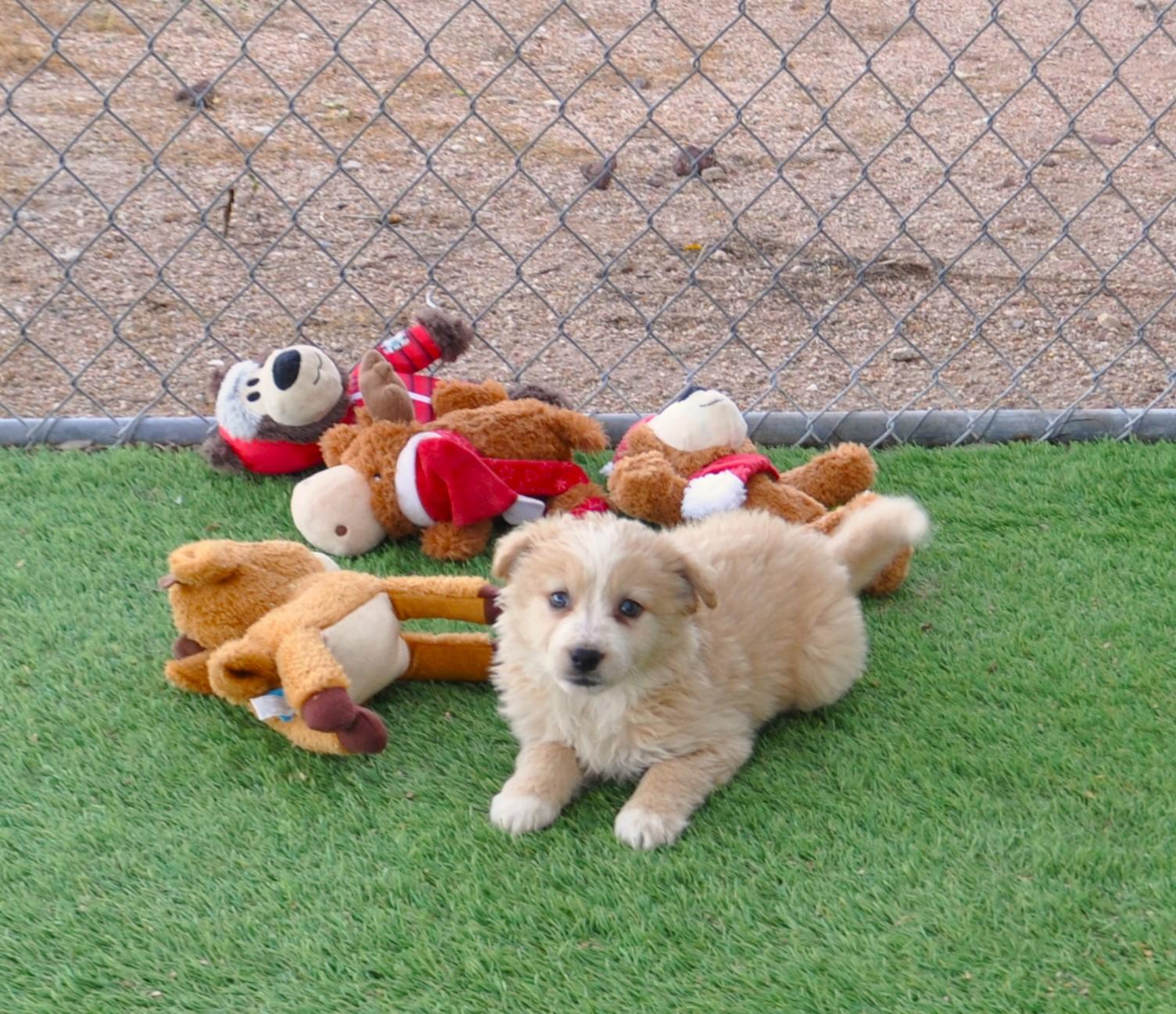 Enlarge Champagne, an adopted mixed breed in Apache Junction, AZ image 4/5